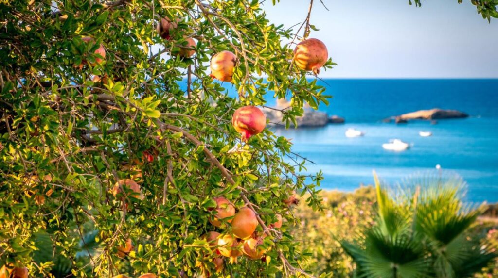 Czy w Grecji rosną granaty?