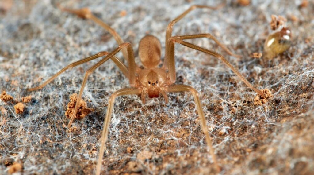 Czy w Grecji są jadowite pająki?