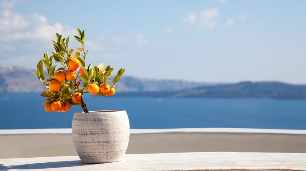 Czy w Grecji rosną pomarańcze?