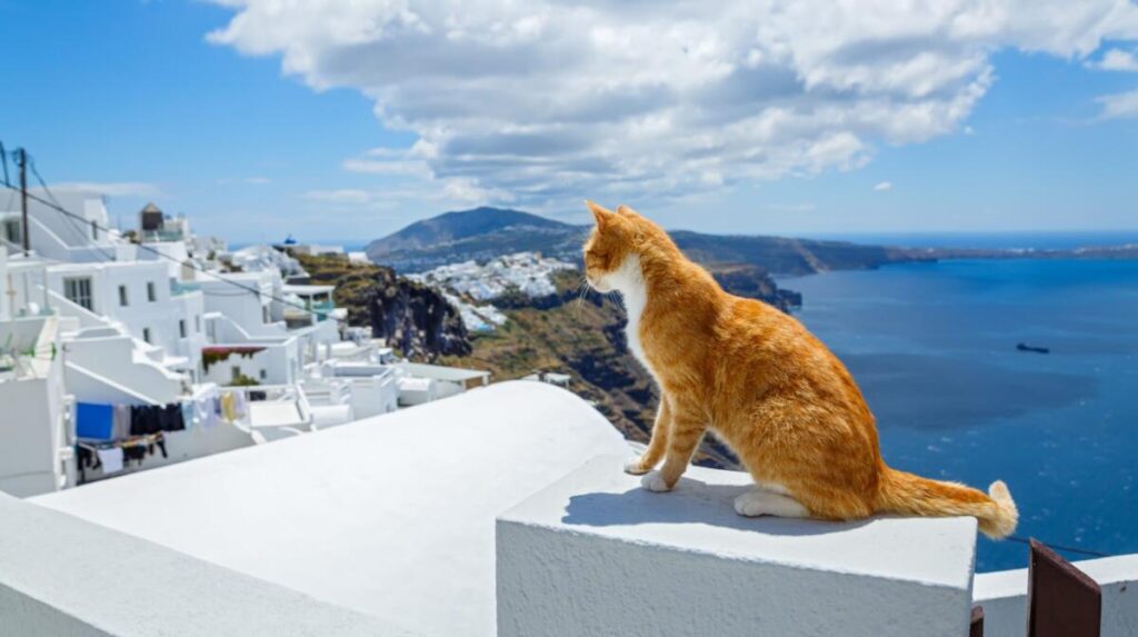 Dlaczego w Grecji jest tyle kotów?