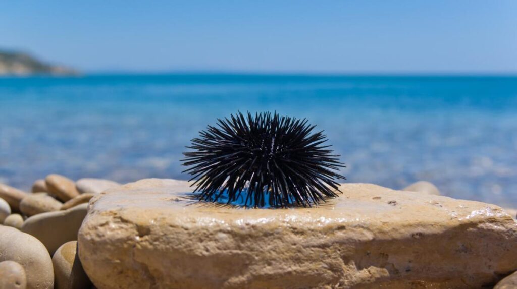 Czy w Grecji są jeżowce?