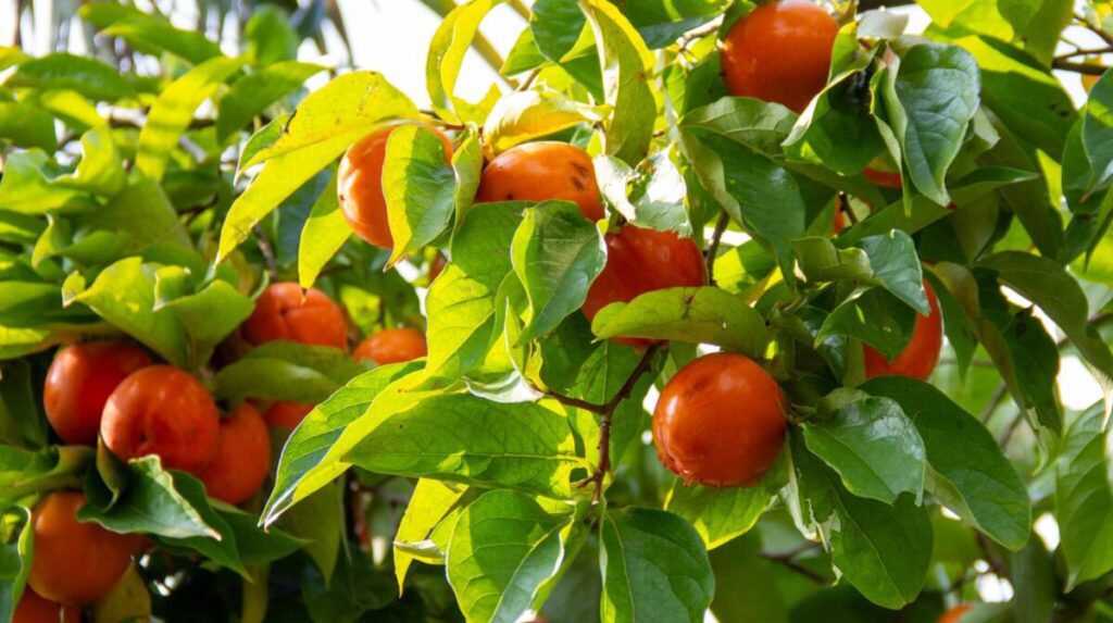 Czy w Grecji rosną kaki?