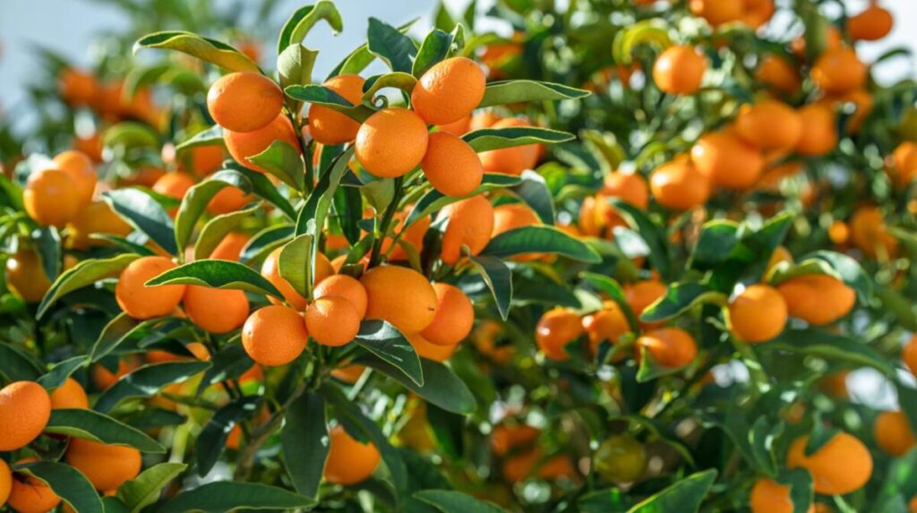 Czy w Grecji rosną kumkwaty?