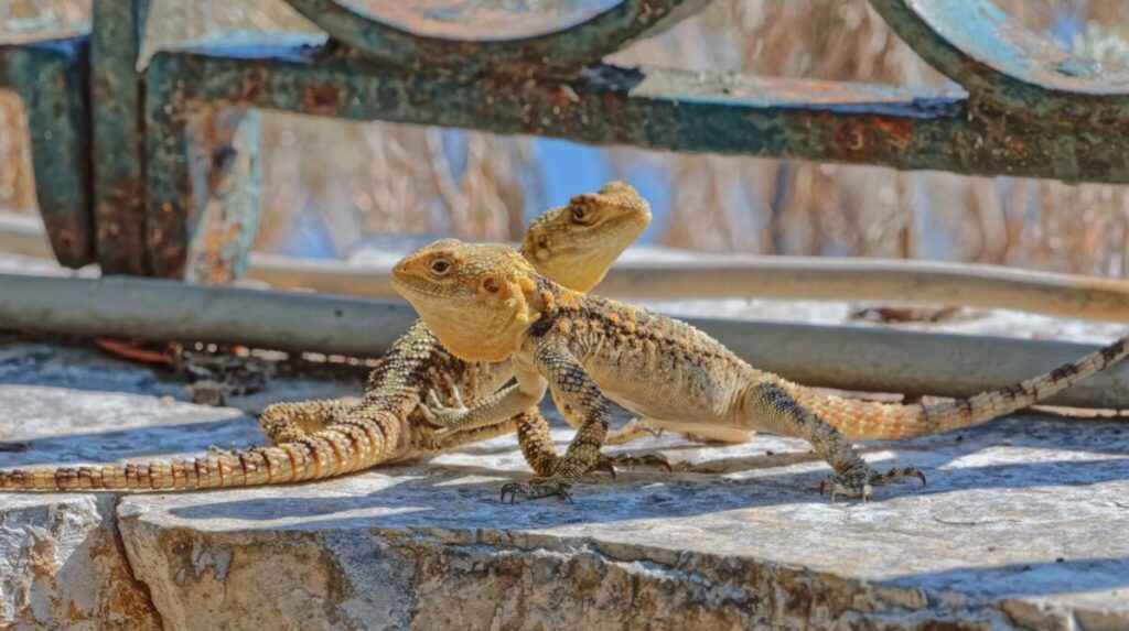 Czy w Grecji są jaszczurki?