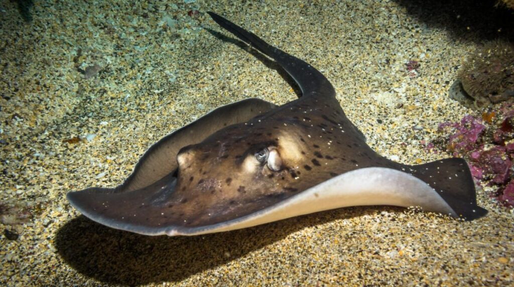 Czy w Grecji są płaszczki?