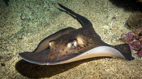 Czy w Grecji są płaszczki?