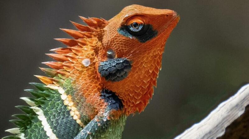 Jakie gatunki jaszczurek można spotkać w Grecji?