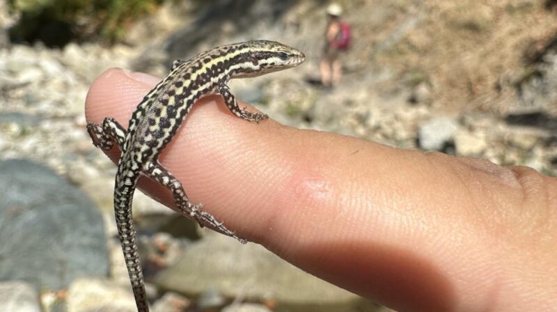 Czy jaszczurki w Grecji są niebezpieczne dla turystów?